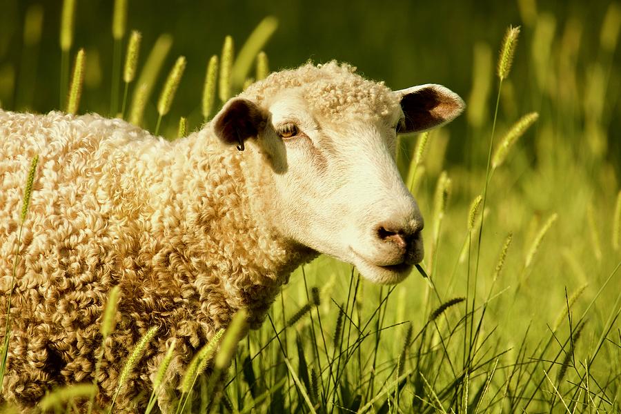 Colonial Summer Sheep by Rachel Morrison Colonial Summer Sheep by Rachel Morrison