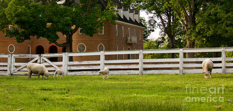 Colonial Williamsburg Sheep Photograph