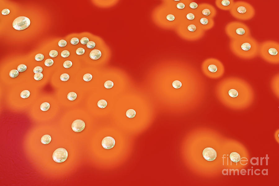 Colonies Of Staphylococcus Aureus Bacteria Photograph By Kateryna Kon