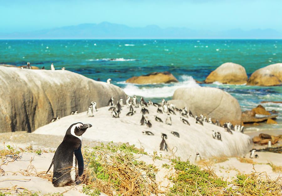 Colony Of African Penguins On Rocky Photograph by Spooh