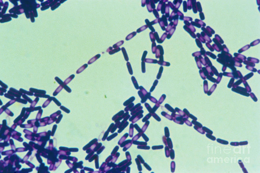Colony Of Bacillus Subtilis Bacteria Photograph by John Durham/science Photo Library
