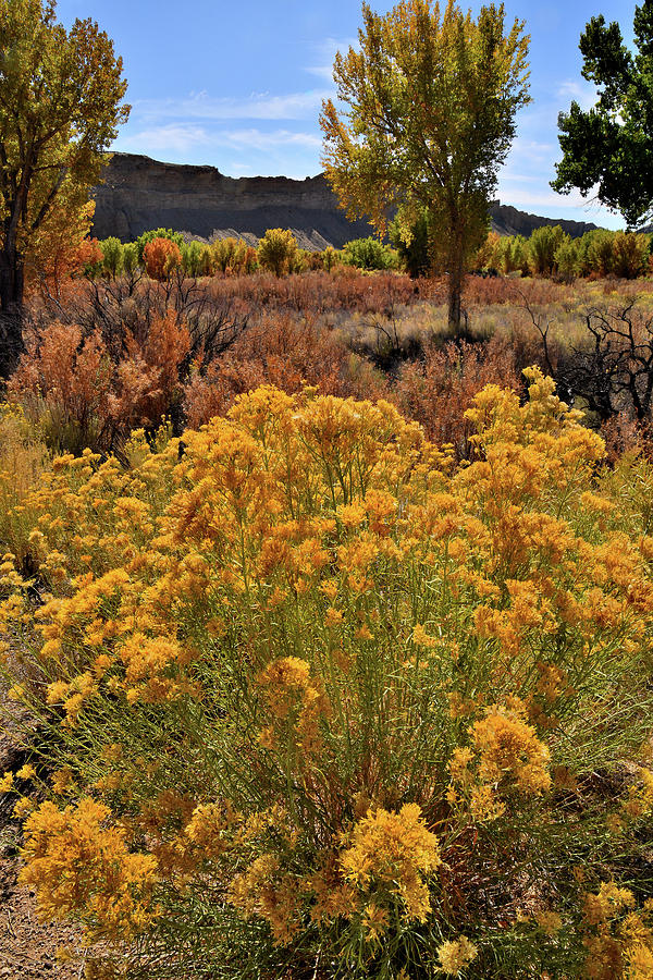 Capitol Reef National Park Photograph - Color along Scenic Byway 24 near Capitol Reef NP by Ray Mathis