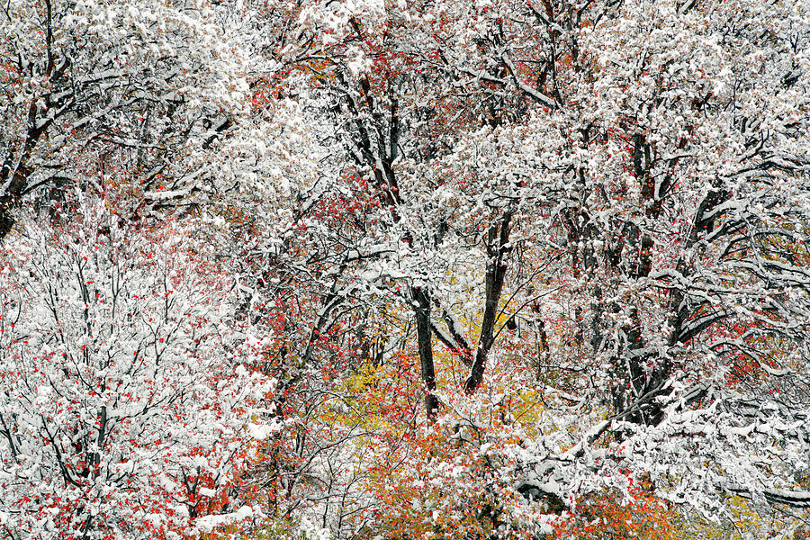Color and Snow 1 Photograph by Leland D Howard