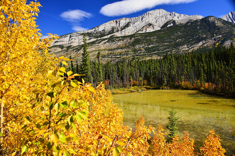 Color Change In Alberta. Photograph by Minnetta Heidbrink