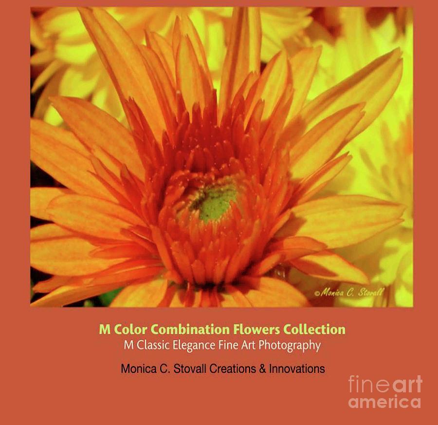 Color Combination Flowers Collection by Monica C Stovall Color Combination Flowers Collection by Monica C Stovall