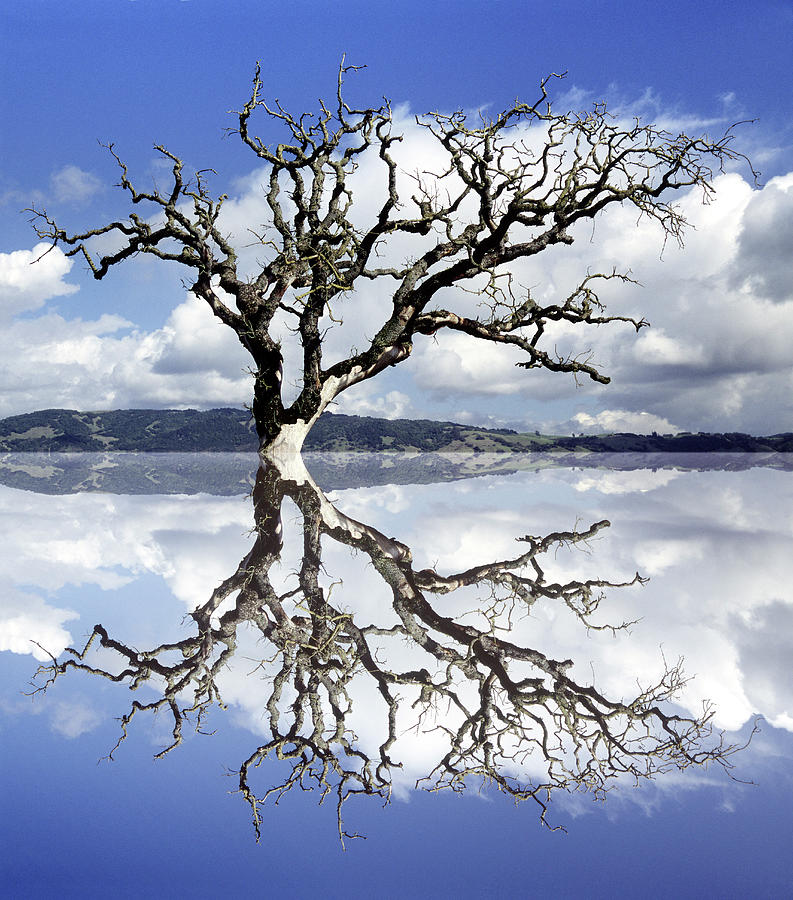 Color Dead Tree Reflected As Though In Photograph by Diane Miller ...