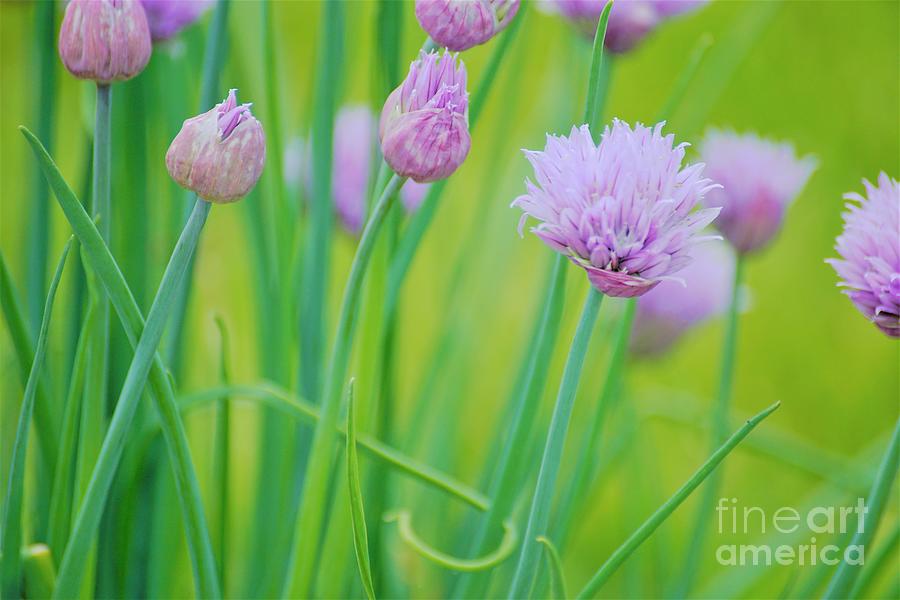 Color Me Chives by Merle Grenz Color Me Chives by Merle Grenz