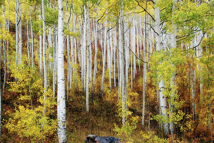 Color Of Aspen Photograph by Moosebitedesign