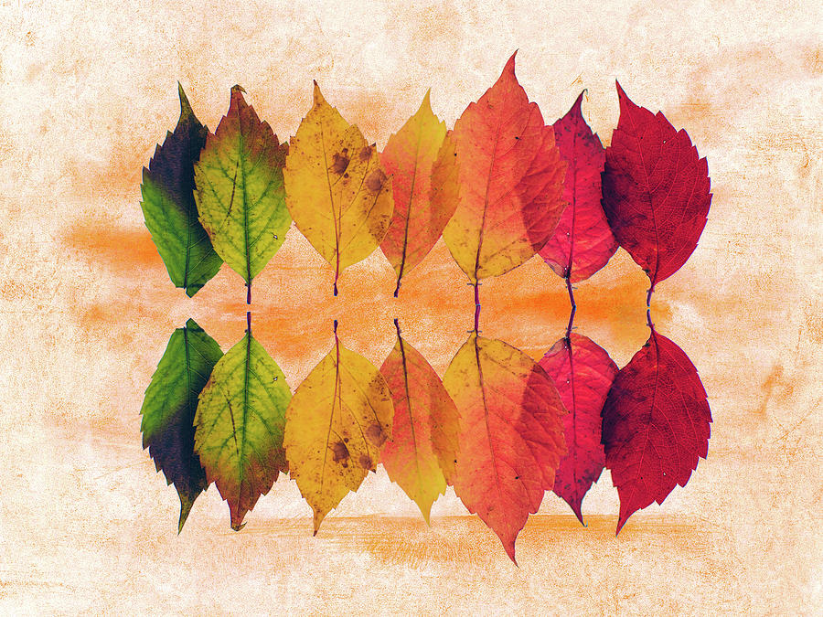 Fall Mixed Media - Color Of Autumn by Ata Alishahi