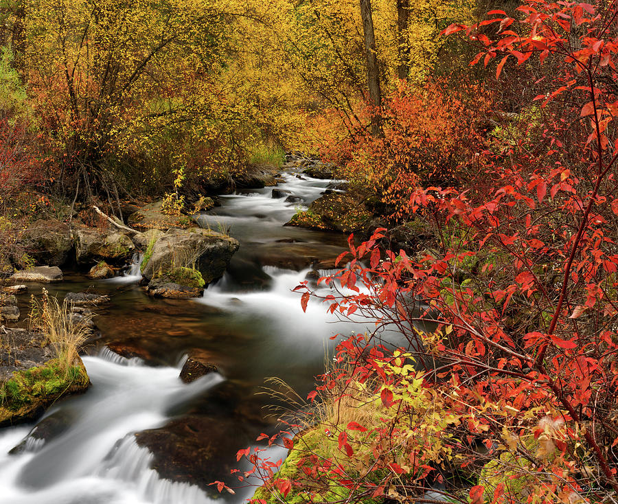 Color of Autumn Photograph by Leland D Howard