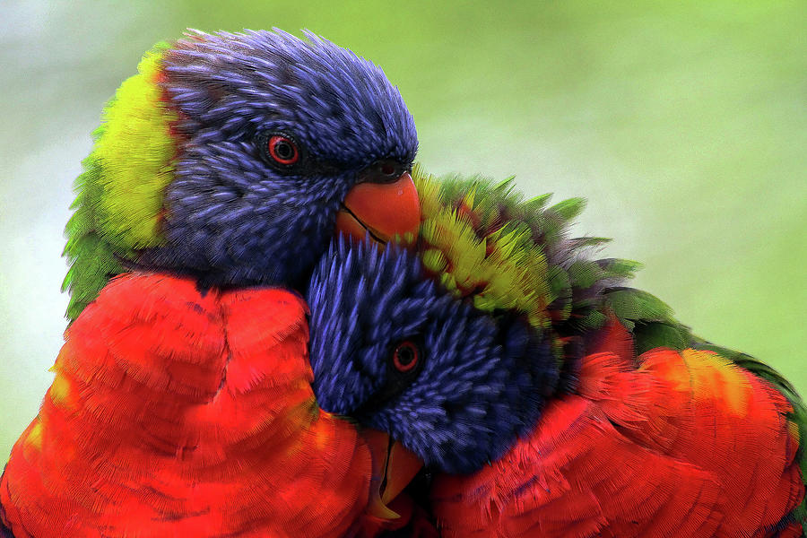 Feather Photograph - Color Shout by Lara C Chapman