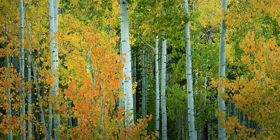 Colorado Aspen Grove Photograph by Don Schwartz