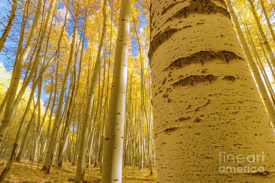 Fall Photograph - Colorado Aspen Grove by Ronda Kimbrow