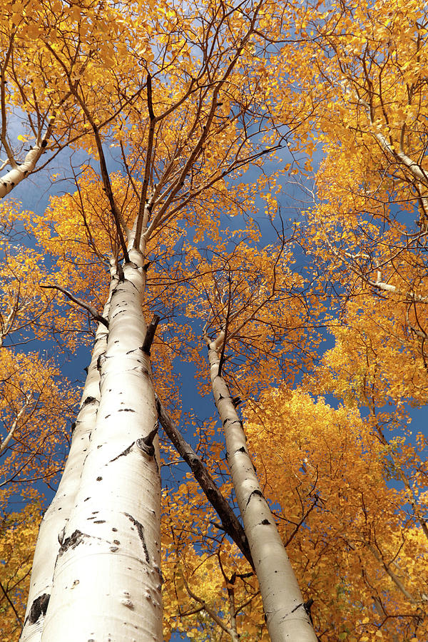 Colorado Aspens 1 Photograph by Lori Deiter - Fine Art America