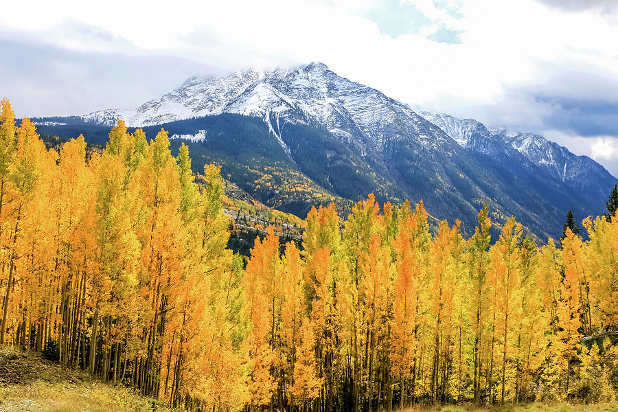 Colorado Aspens and Mountains 2 Photograph by Dawn Richards