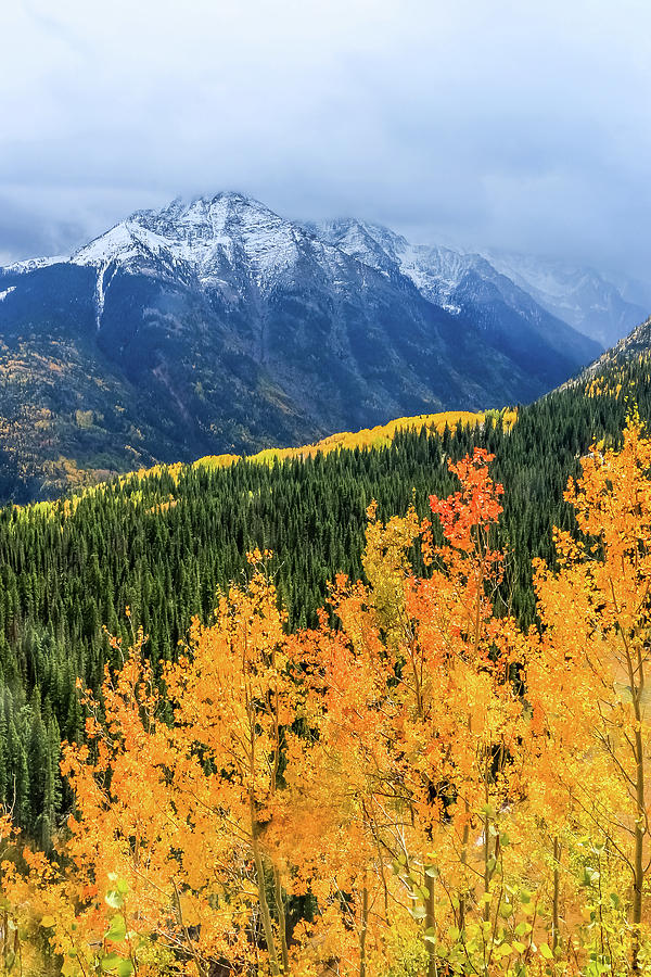 Colorado Aspens and Mountains 4 Photograph by Dawn Richards