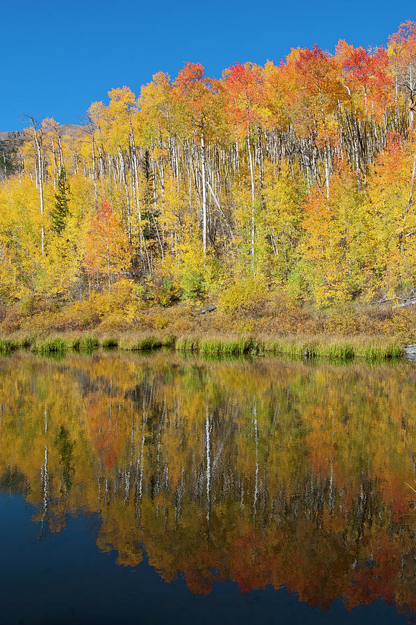 Colorado Autumn Aspen Forest Reflection Photograph by Cascade Colors