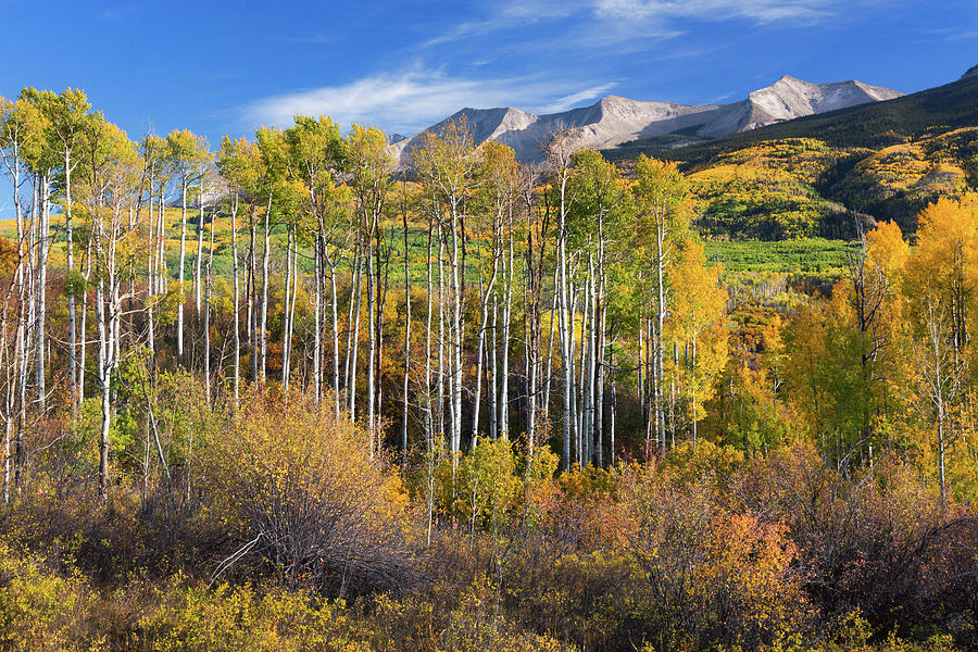 Colorado Autumn Aspens Photograph by John De Bord