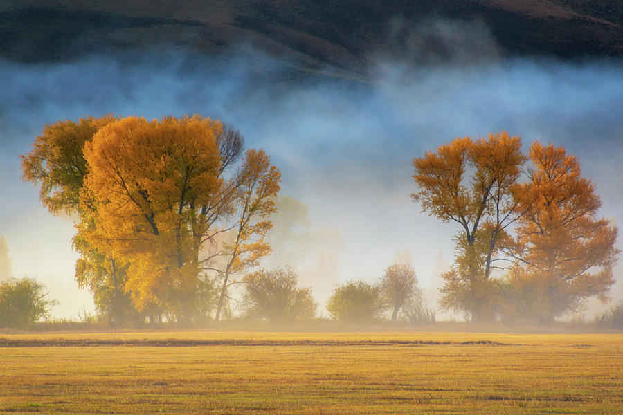 Colorado Autumn Fog Photograph