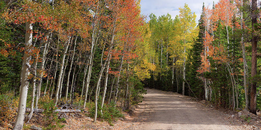 Tree Photograph - Colorado Autumn Reds Back-country Road Panoramic View by James BO Insogna