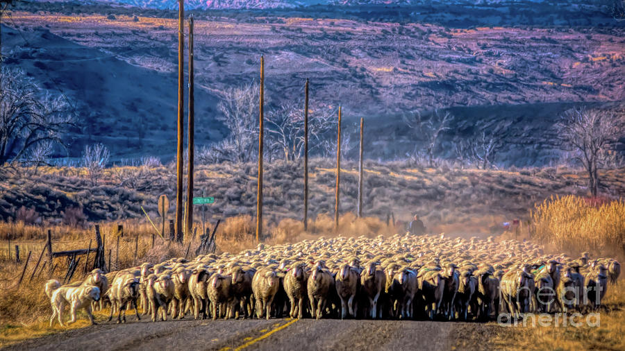 Colorado Autumn Sheepherding Photograph by Janice Pariza