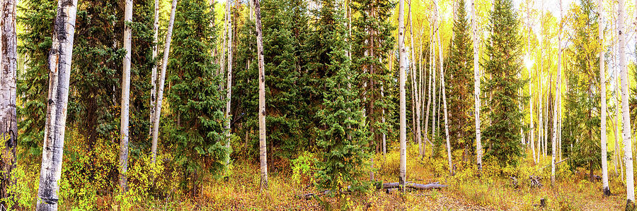 Colorado Autumn Wonder Panorama 2  by OLena Art  Photograph by OLena Art