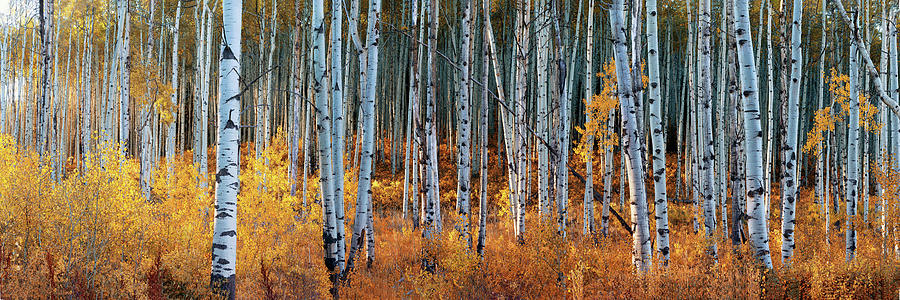 Colorado Autumn Wonder Panorama Photograph