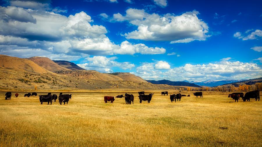 Colorado Beef Photograph By Mountain Dreams - Fine Art America