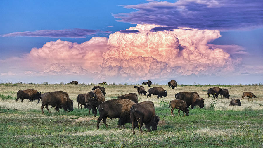 Colorado Bison Photograph by Christopher Thomas