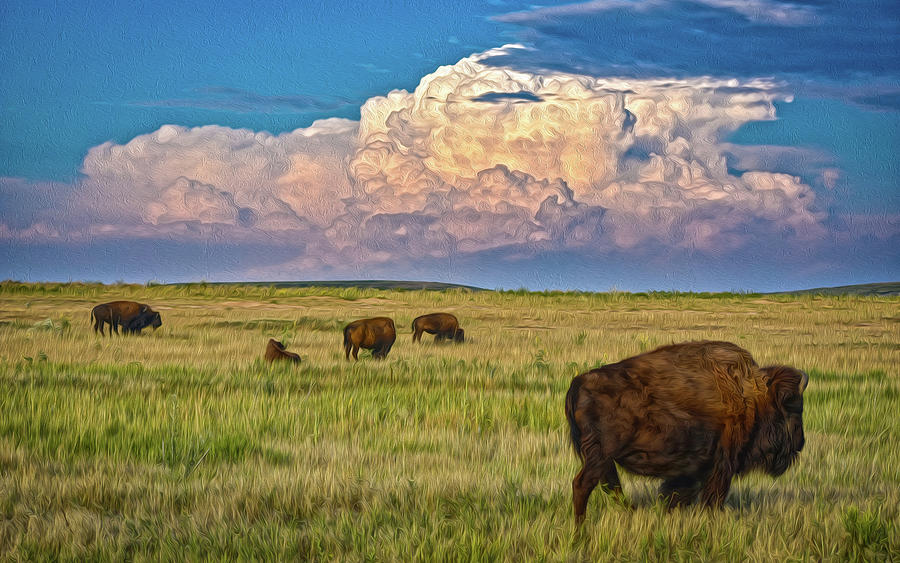 Colorado Bison Herd Photograph by Christopher Thomas