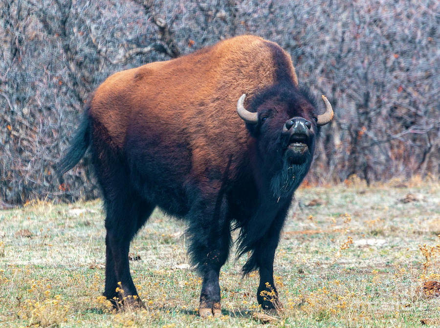 Colorado Bison Herd Photograph