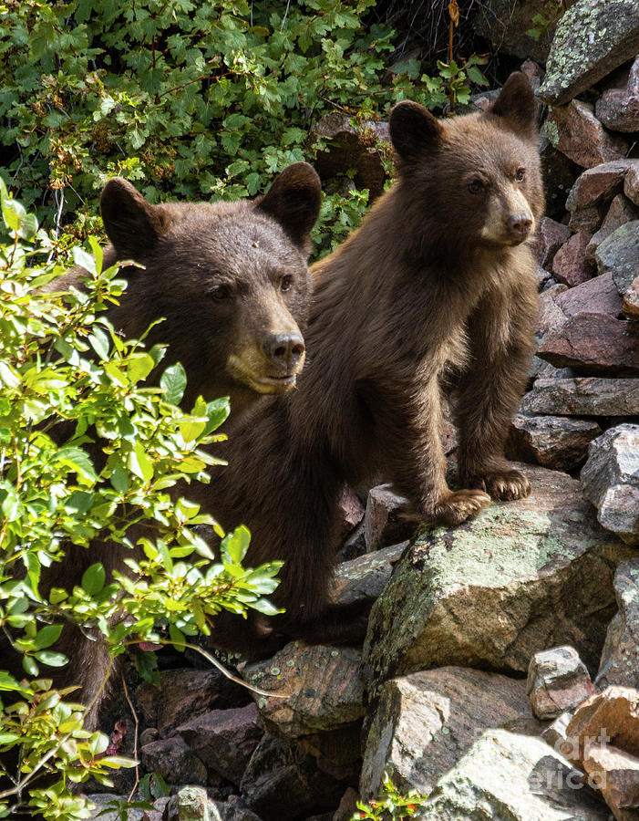 Colorado Black Bear Family by Steve Krull Colorado Black Bear Family by Steve Krull