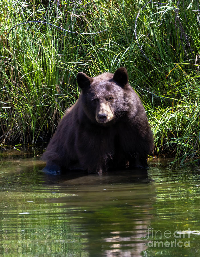 Colorado Black Bear Photograph by Steven Krull - Fine Art America