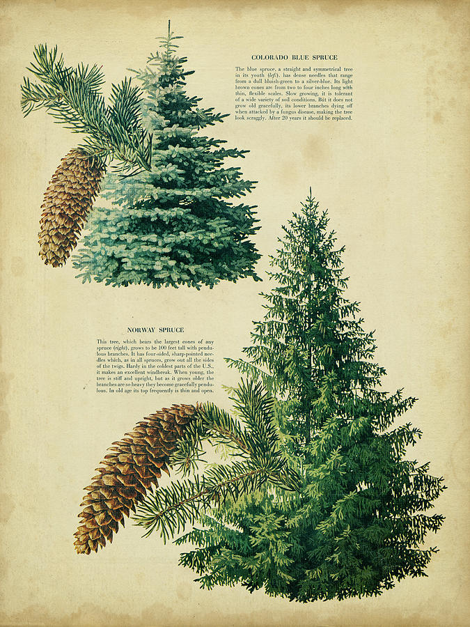 Blue　norway　Spruce　Unknown　Pixels　Painting　Spruce　Colorado　by