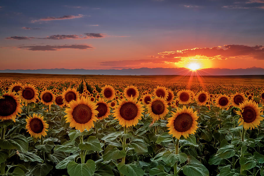 Colorado Colorful Sunflower Sunset Over the Mountains Photograph by Teri Virbickis