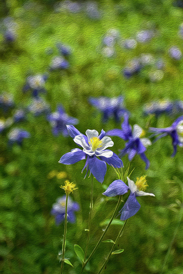 Columbines - Violet Columbines Photograph by Jaroslaw Blaminsky - Bees and hummingbirds are the visitors to a.