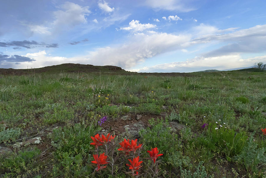Colorado Evening Paintbrush and Sky Landscape Photograph by Cascade Colors