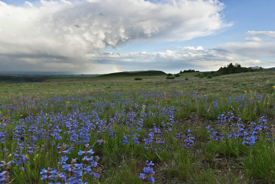 Colorado Evening Wildflower and Cloud Landscape Photograph by Cascade Colors