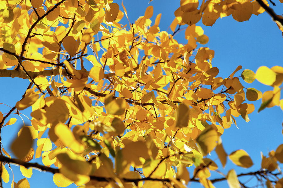Colorado Fall Foliage and Blue Sky Photograph by Tony Hake