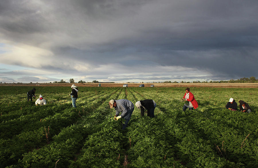 Colorado Farm Suffers As Immigrant Photograph by John Moore