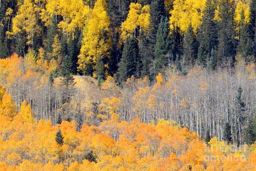 Colorado forest Photograph by Frank Townsley - Fine Art America