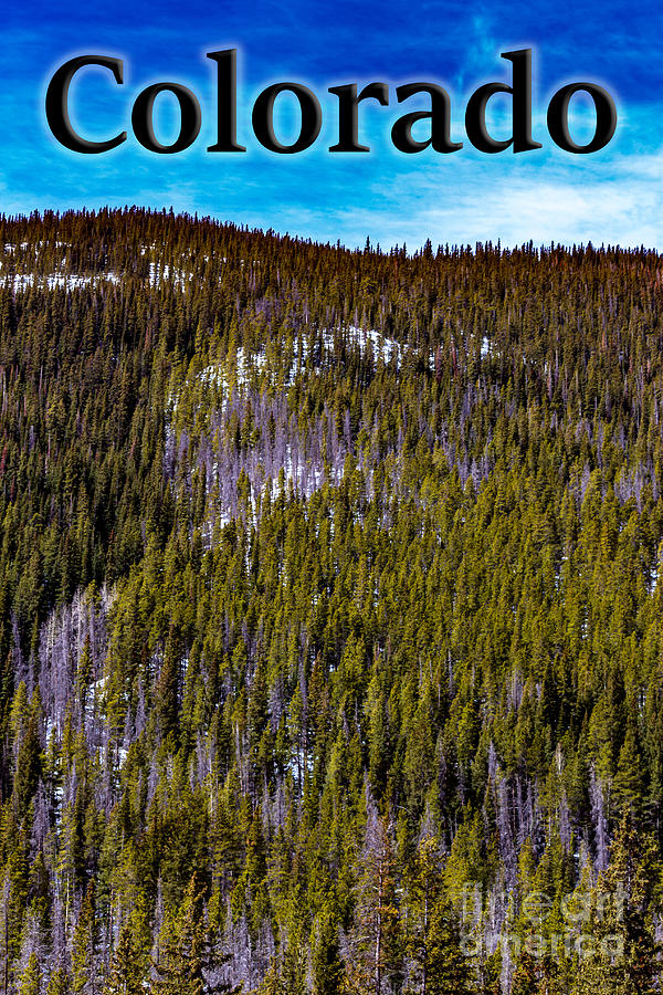 Forest Photograph - Colorado Forested Hillside by G Matthew Laughton