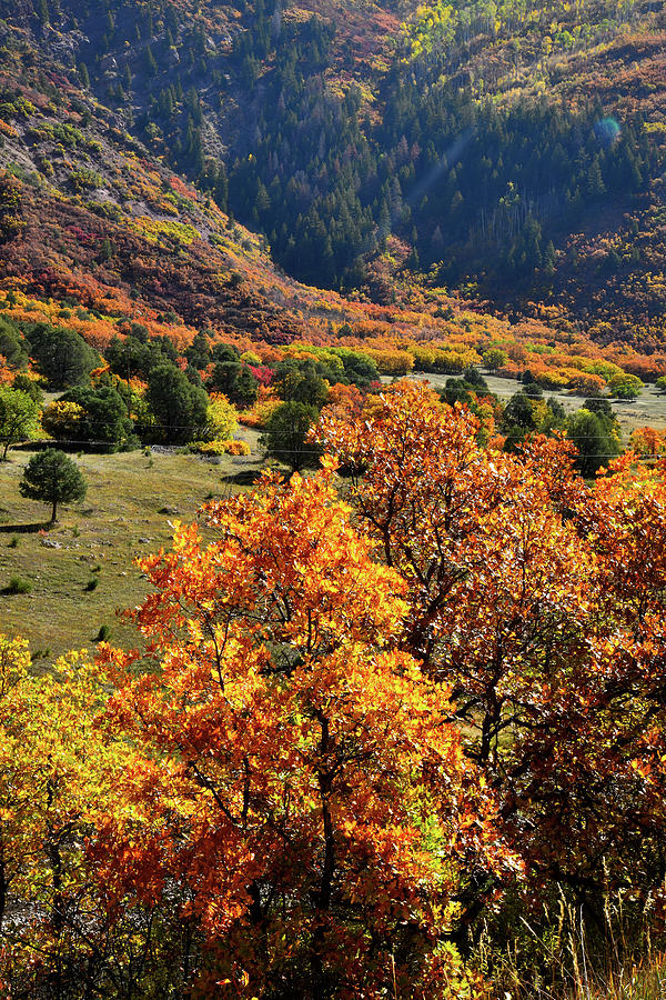 Colorado Highway 133 Fall Colors Photograph by Ray Mathis
