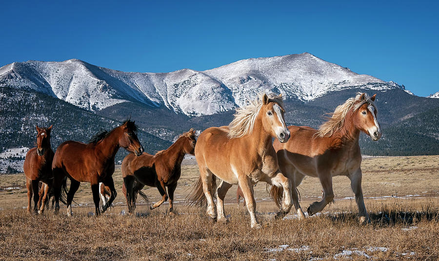 Colorado Horses 2 Photograph by David Soldano
