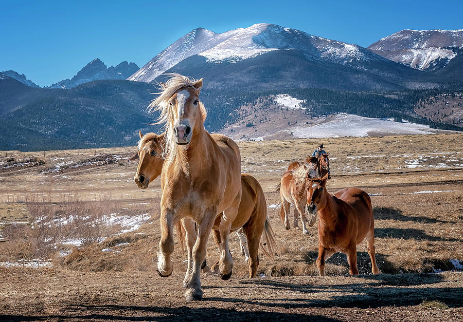 Colorado Horses 3 Photograph by David Soldano