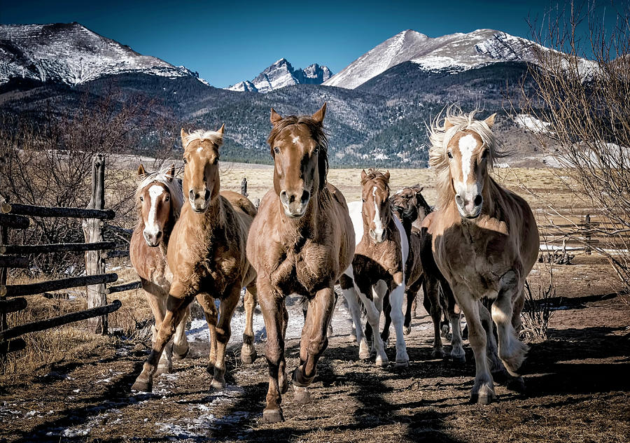Colorado Horses  Photograph by David Soldano