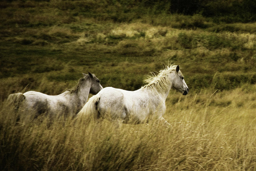 Colorado Horses Photograph by Mary Hockenbery