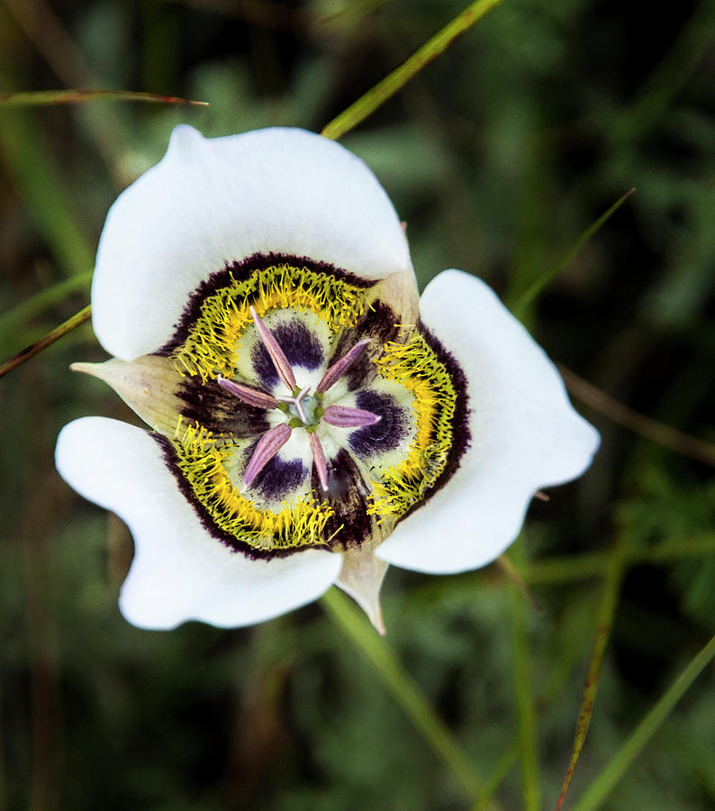 Colorado Mariposa Lily Photograph by Ginger Stein