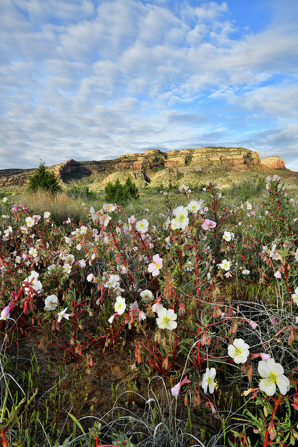 Colorado National Monument and Desert Rose Bloom Photograph by Ray Mathis