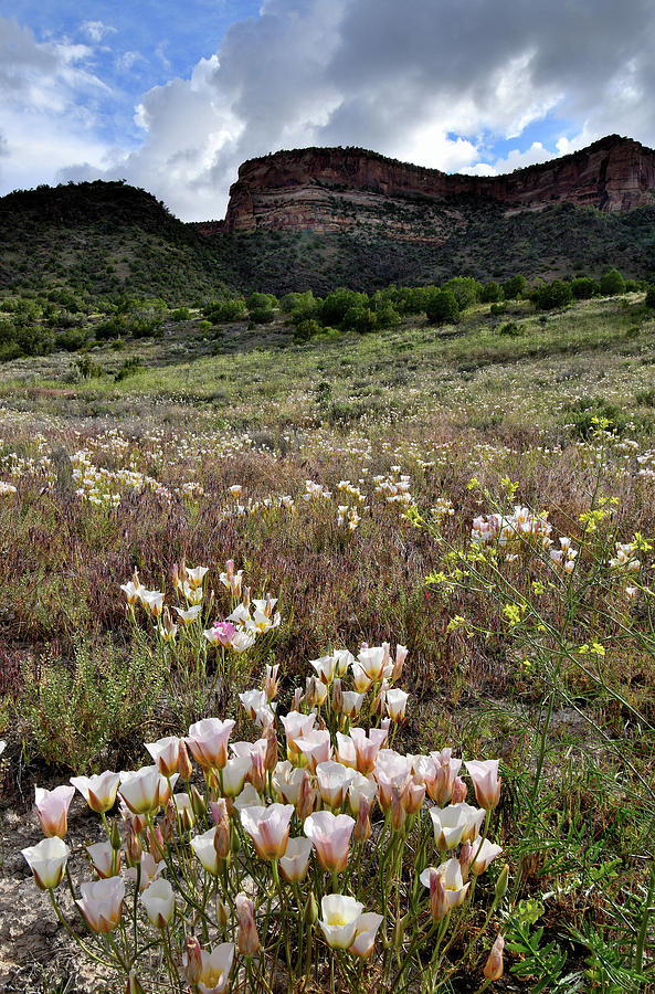 Colorado National Monument Sego Lilies Photograph by Ray Mathis